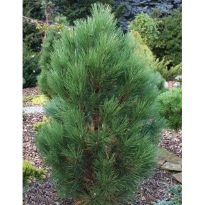 Pinus nigra 'Green Rocket' / Must mänd 'Green Rocket'